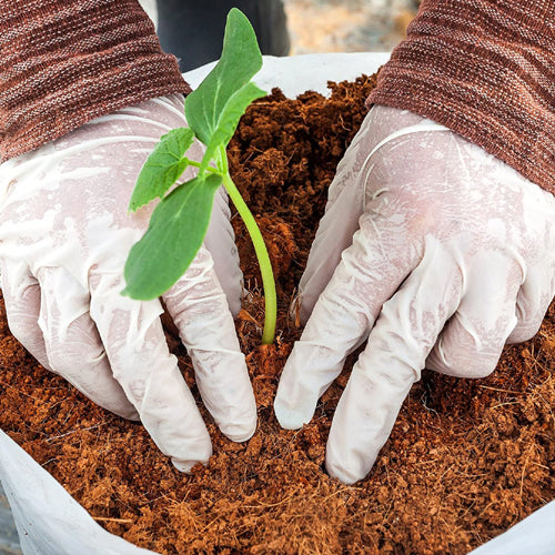 Compost & Potting Soil (BuyGrow)