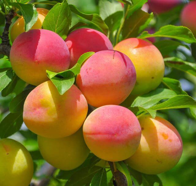 Apricot Tree - Bebeco | Free Delivery | Western Cape | Eastern Cape | Gauteng | Kwa-Zulu Natal