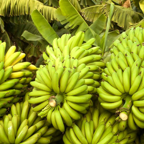 Williams Banana Tree (Musa Acuminata) - South Africa