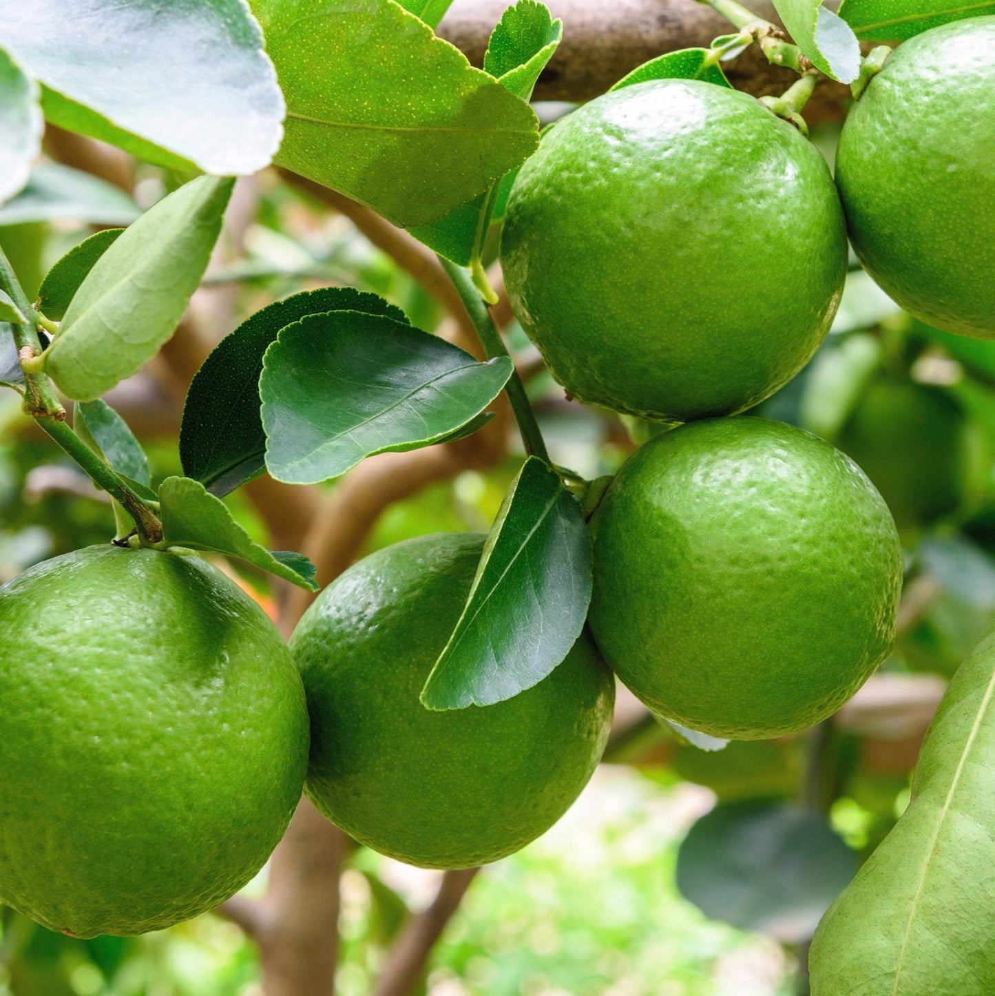 Bearss Lime Tree thriving in South Africa, ideal for citrus lovers, perfect for home gardening and lime cultivation