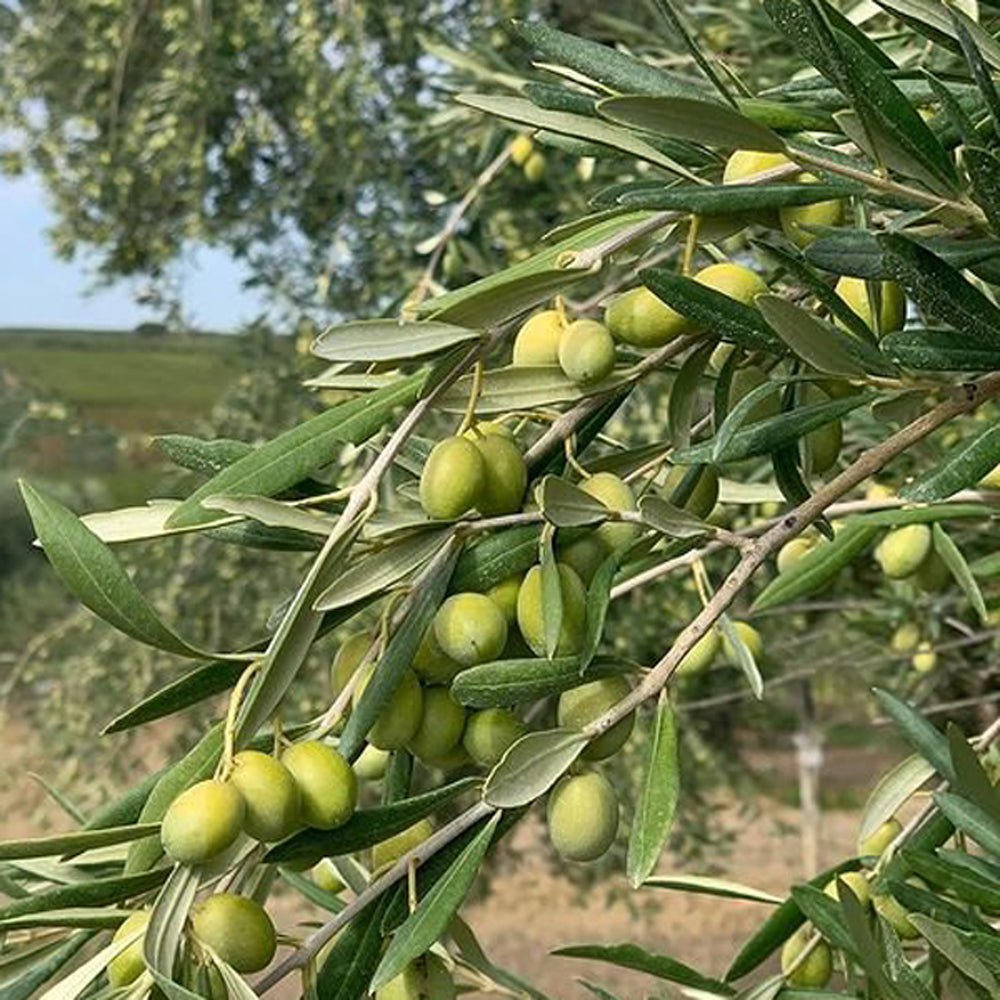 The Coratina Olive Tree is one of the finest varieties for producing high-quality olive oil, known for its robust, fruity flavor and healthy properties. Native to Italy, this versatile tree thrives in the Mediterranean-like climates of South Africa, making it a popular choice for both commercial growers and home gardeners.