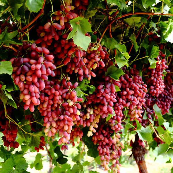 Grape tree - Crimson Red Seedless | Western Cape | Eastern Cape | Gauteng | Kwa-Zulu Natal