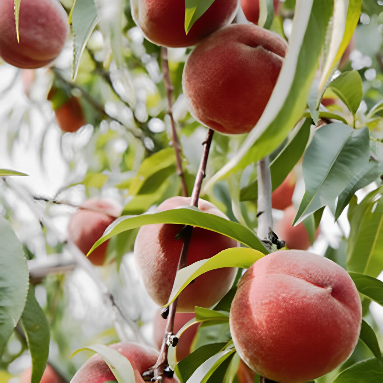 Ripe white Culemborg peaches hanging on a tree, showcasing their smooth skin and vibrant color against lush green leaves.