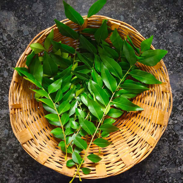 Curry Leaf Tree | Free Delivery | Western Cape | Eastern Cape | Gauteng | Kwa-Zulu Natal