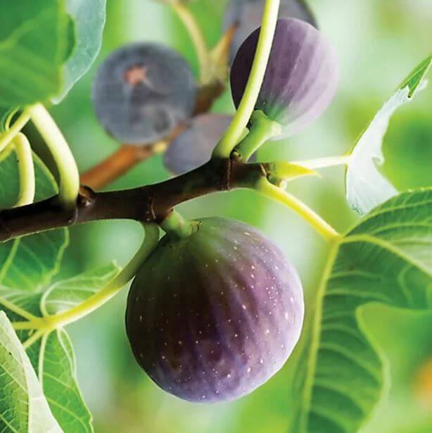 Adams Fig Tree - South Africa | Free Delivery | Western Cape | Eastern Cape | Gauteng | Kwa-Zulu Natal