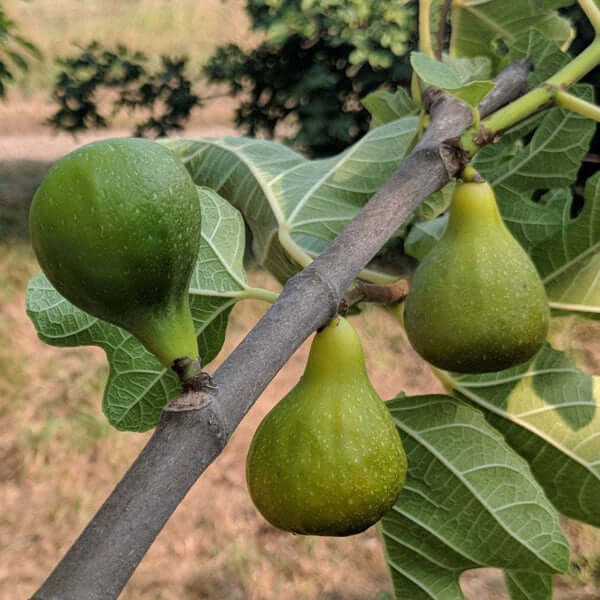 Fig Tree - King - South Africa - BuyGrow | Free Delivery | Western Cape | Eastern Cape | Gauteng | Kwa-Zulu Natal