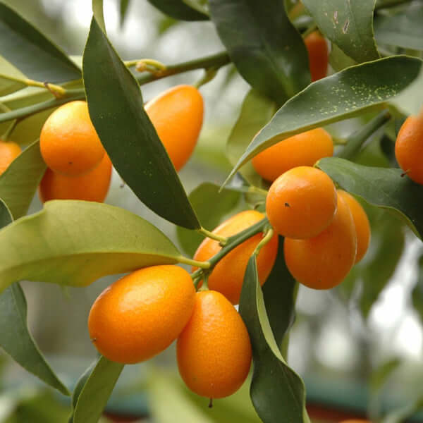 Evergreen Kumquat Tree (Citrus japonica) growing in a sunny South African garden, adorned with glossy leaves, ideal for small spaces and patios.