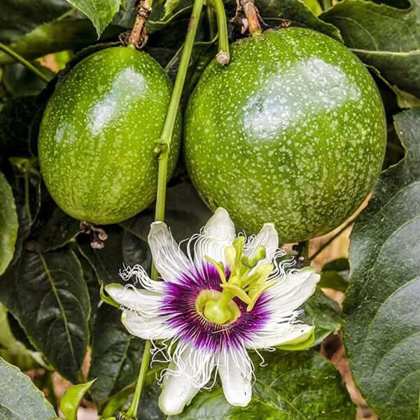 Granadilla Tree - Passion Fruit | Passiflora edulis | Free Delivery | Western Cape | Eastern Cape | Gauteng | Kwa-Zulu Natal
