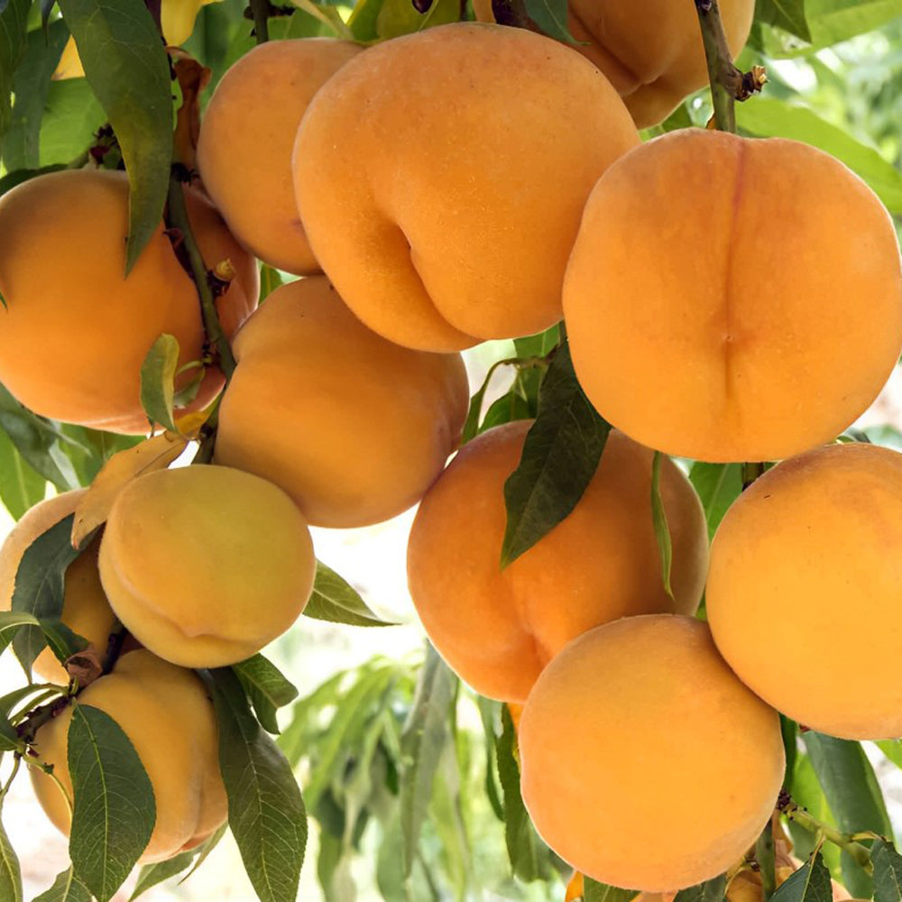 The Oom Sarel Peach Tree is a beloved gem in South Africa's orchards, known for its luscious, sweet peaches that bring joy to every bite.