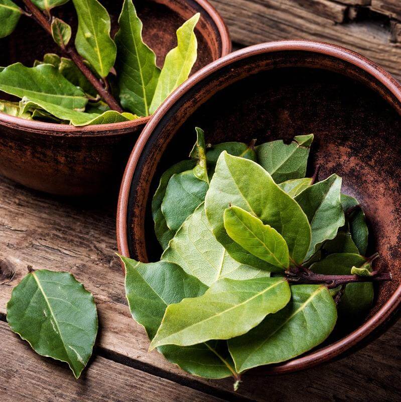 Bay Leaf Tree - Laurus Nobilis | Free Delivery | Western Cape | Eastern Cape | Gauteng | Kwa-Zulu Natal