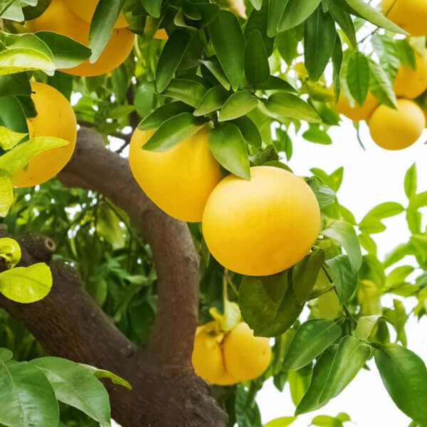 Star Ruby Grapefruit Tree | Cape Town | Johannesburg | Durban | Bloemfontein | Port Elizabeth (Gqeberha)