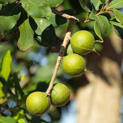 Macadamia Nut Tree - A4 - BuyGrow Seedlings