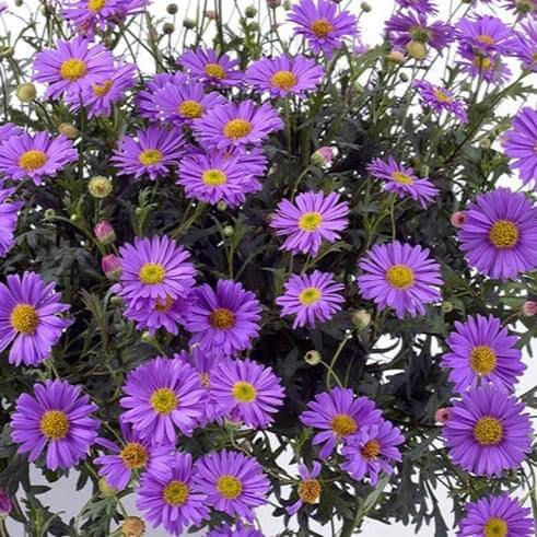 Brachyscome 14cm Pot - Mini Daisy - BuyGrow Seedlings