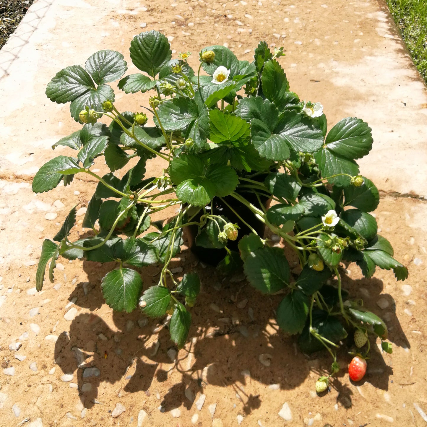 Strawberry 14cm Pot - BuyGrow Seedlings
