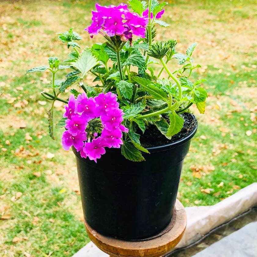 Verbena 14cm Pot - BuyGrow Seedlings