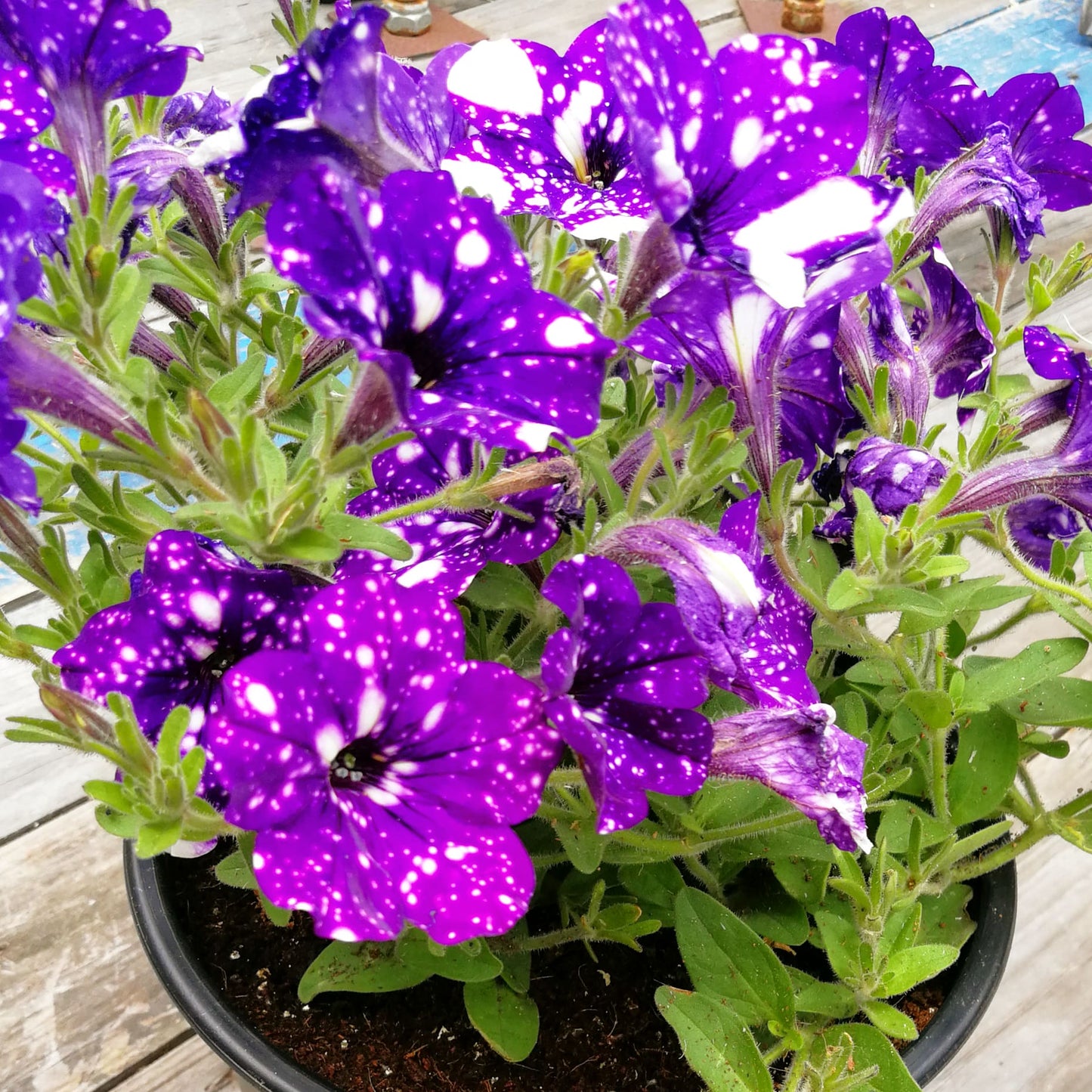 Petunia 14cm Pot - BuyGrow Seedlings