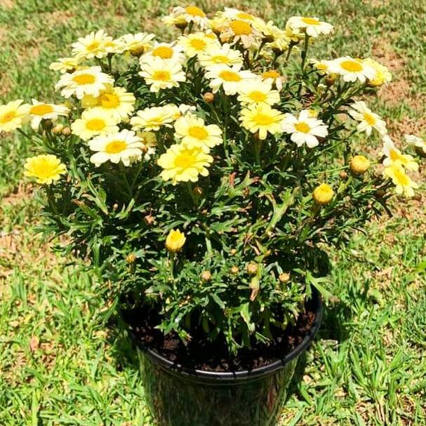 Argyranthemum 14cm Pot - Daisy - BuyGrow Seedlings