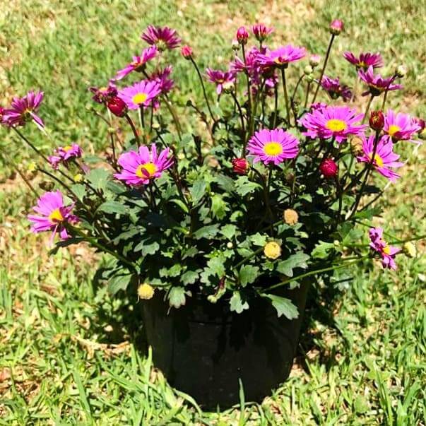 Argyranthemum 14cm Pot - Daisy - BuyGrow Seedlings