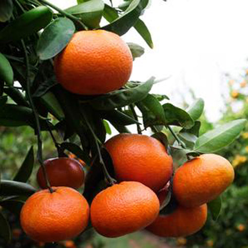 Naartjie Tree - Nova - BuyGrow Seedlings