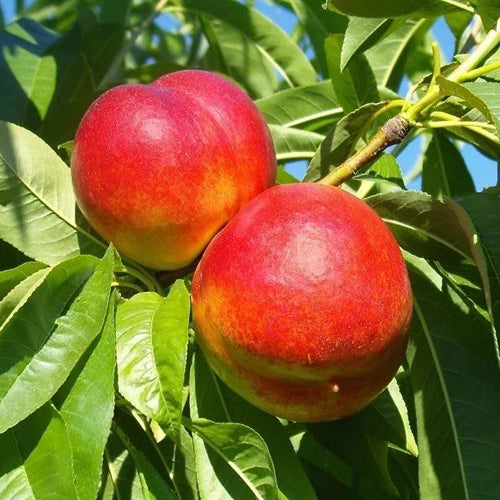 Nectarine Tree - Alpine - BuyGrow Seedlings