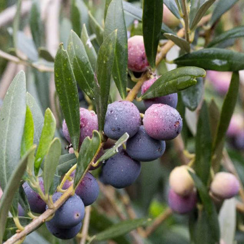 Olive Tree - Arbequina - BuyGrow Seedlings | Free Delivery | Western Cape | Eastern Cape | Gauteng | Kwa-Zulu Natal