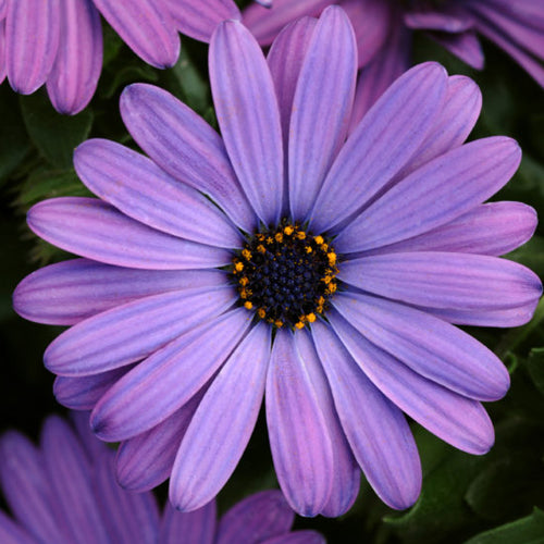 Osteospermum 14cm Pot - African Daisies - BuyGrow Seedlings