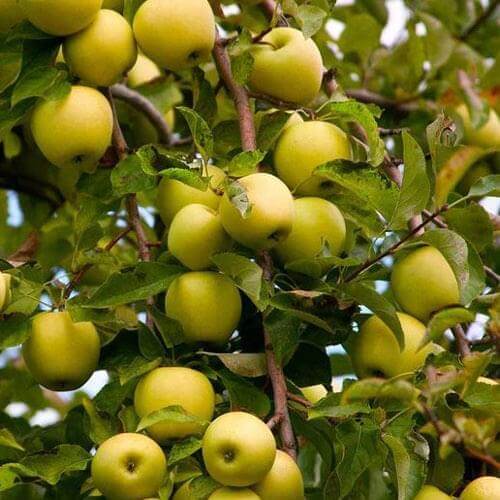 Apple Tree - Golden Delicious - BuyGrow Seedlings