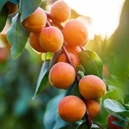 Apricot Tree - Soldonne - BuyGrow Seedlings