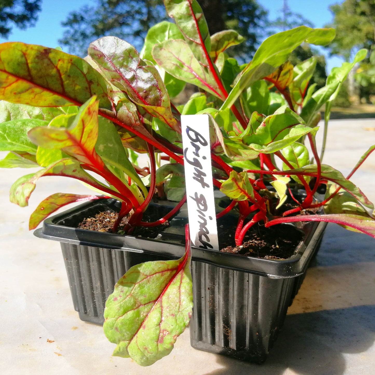 Spinach 6 pack - Bright Light - BuyGrow Seedlings