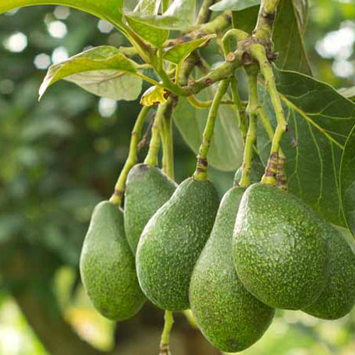 Avocado Tree - Fuerte - BuyGrow Seedlings | Free Delivery | Western Cape | Eastern Cape | Gauteng | Kwa-Zulu Natal
