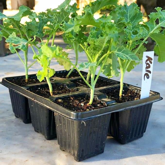 Kale 6 pack - BuyGrow Seedlings