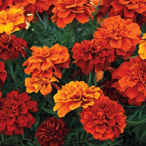 Marigold 6 pack - Fireball - BuyGrow Seedlings