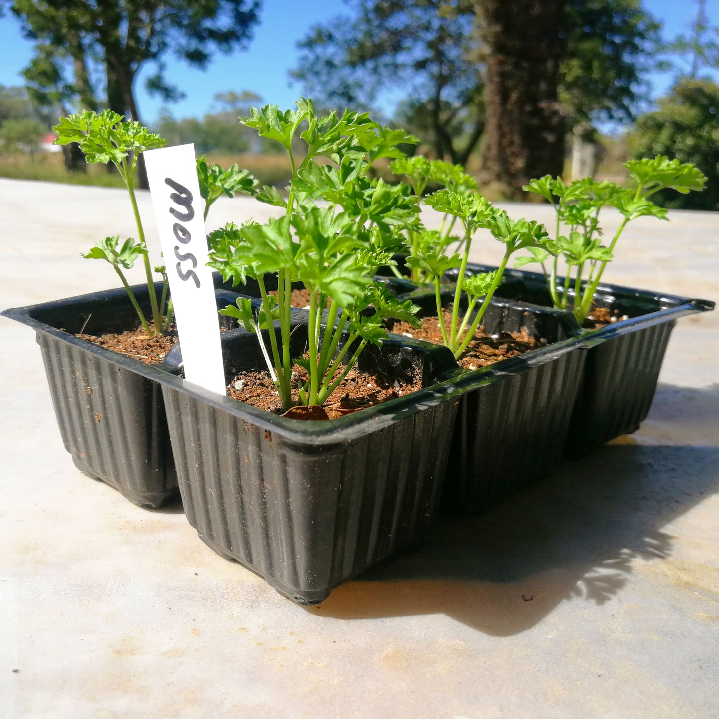 Parsley 6 pack - Moss - BuyGrow Seedlings