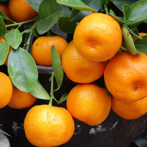 Naartjie Tree - Nules Clementine - BuyGrow Seedlings | Free Delivery | Western Cape | Eastern Cape | Gauteng | Kwa-Zulu Natal