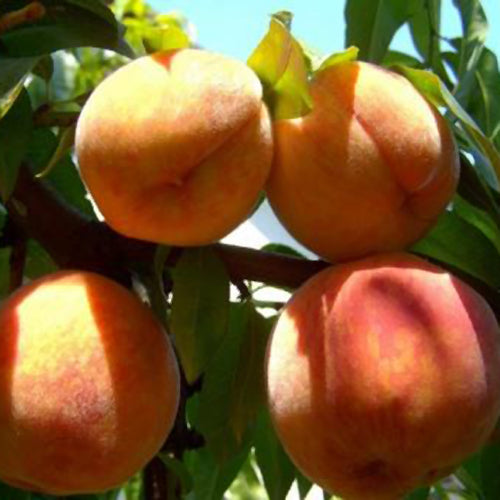 Peach Tree - Sandvliet Cling - BuyGrow Seedlings