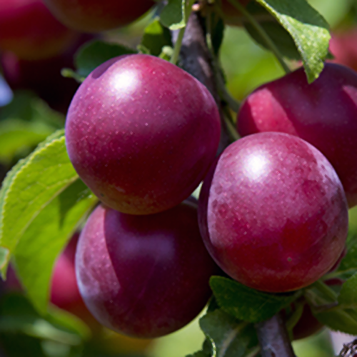 Plum Tree - Pioneer - BuyGrow Seedlings