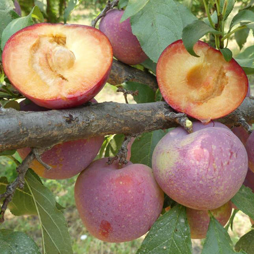 Plumcot Tree - Flavour King - BuyGrow Seedlings