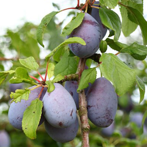 Prune Tree - Van der Merwe - BuyGrow Seedlings