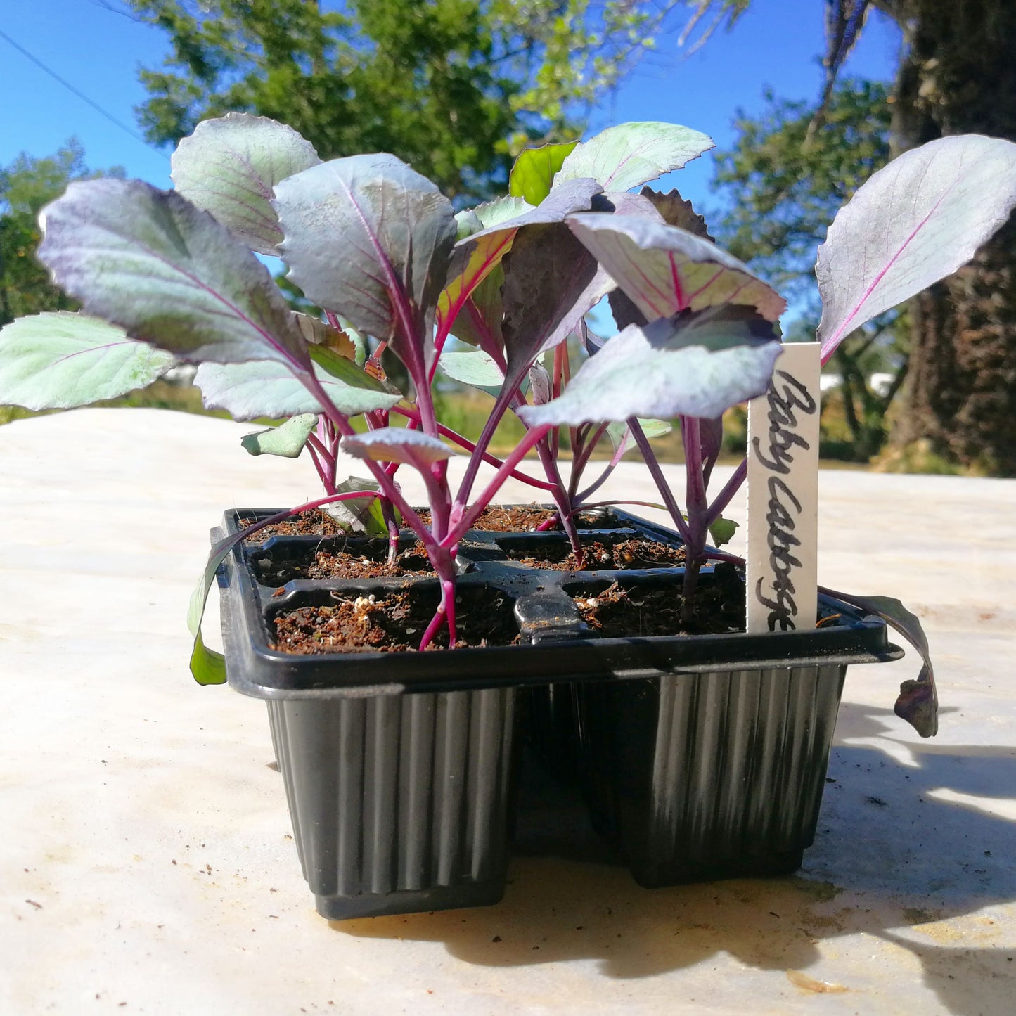Red Baby Cabbage 6 pack - BuyGrow Seedlings