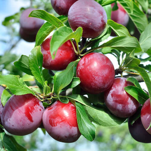 Plum Tree - Souvenir - BuyGrow Seedlings | Free Delivery | Western Cape | Eastern Cape | Gauteng | Kwa-Zulu Natal