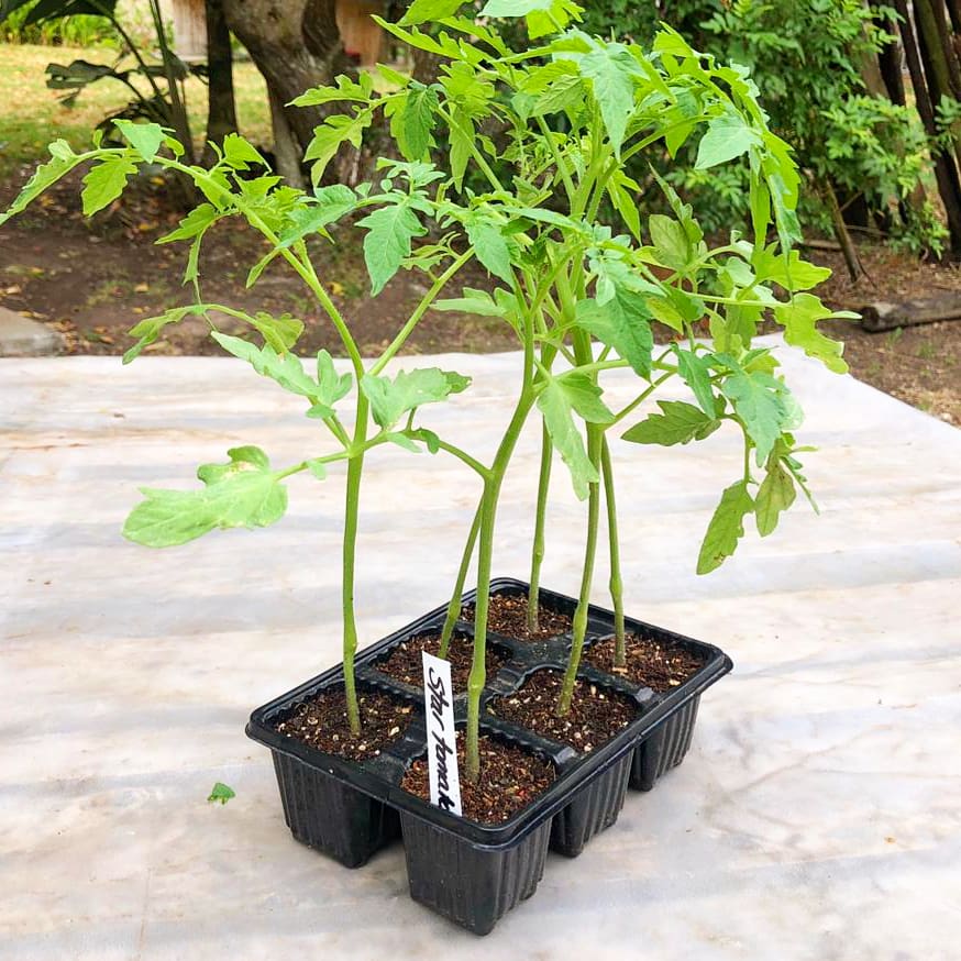 Tomato 6 pack - Star 9006 - BuyGrow Seedlings