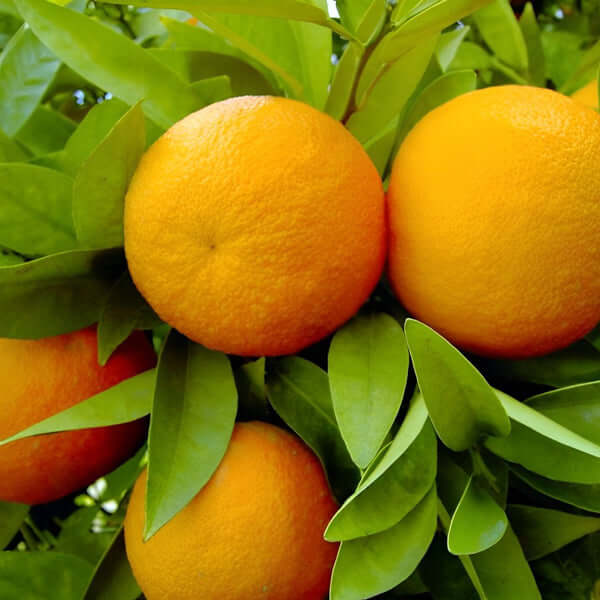 Blood Orange Tree - Tarocco Ippolito | Free Delivery | Western Cape | Eastern Cape | Gauteng | Kwa-Zulu Natal