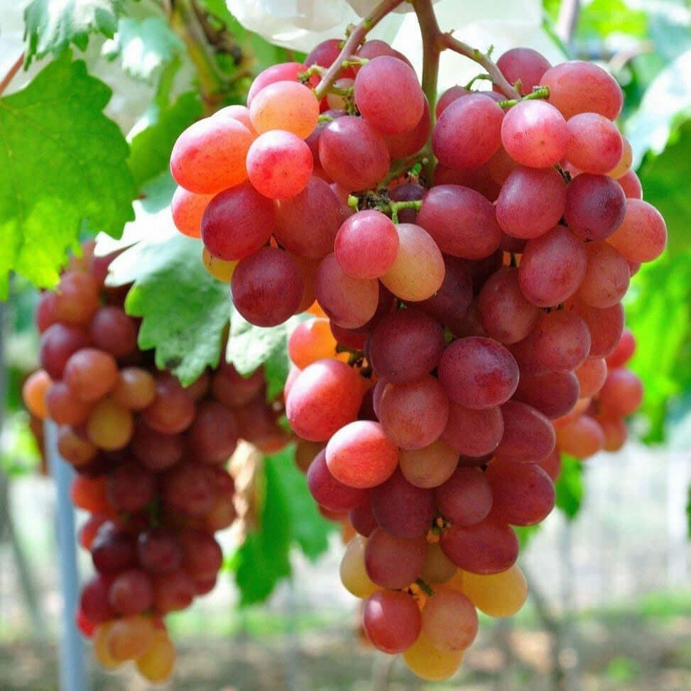 Grape Tree - Red Globe | Vitis vinifera