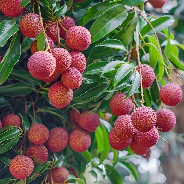  Litchi Tree Mauritius (Litchi chinensis) | Free Delivery | Western Cape | Eastern Cape | Gauteng | Kwa-Zulu Natal
