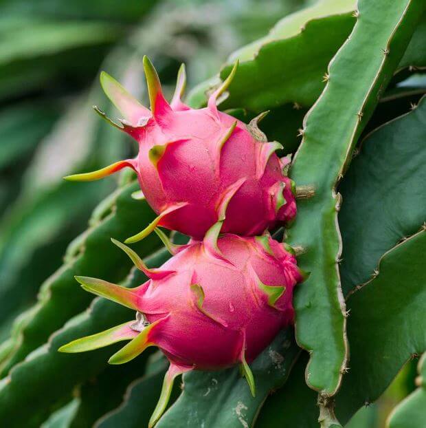 Dragon Fruit - Ruby Red  | South Africa (Hylocereus costaricensis)