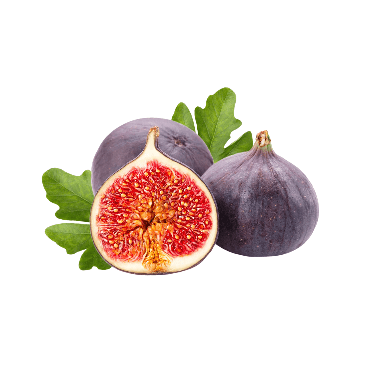Fig Tree | Adams | South Africa