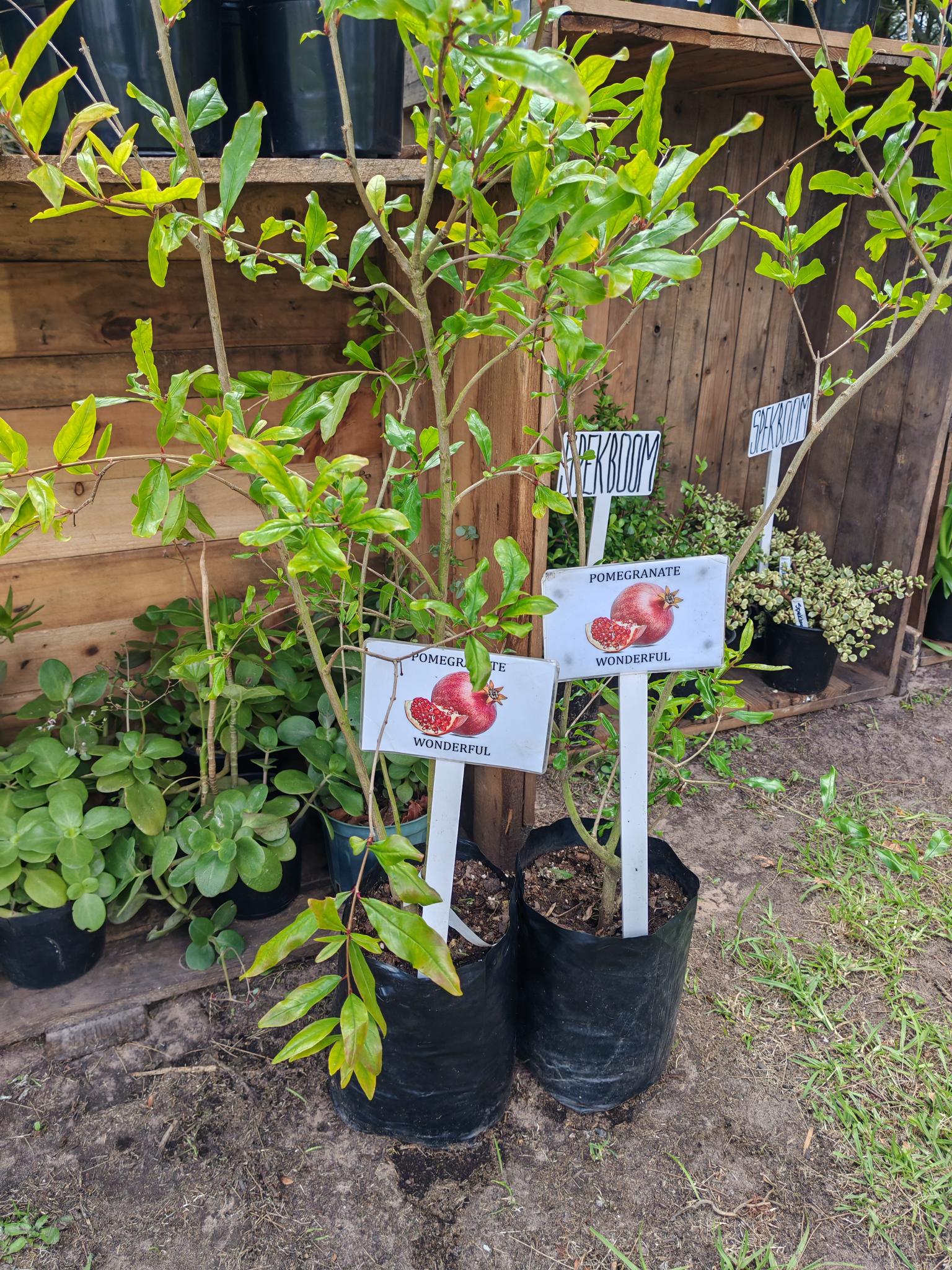 Load video: BuyGrow Fruit &amp; Nut Trees