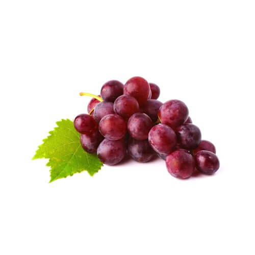 Red Globe Grape Tree (Vine) | Cape Town | Johannesburg | Durban | Bloemfontein | Port Elizabeth (Gqeberha)