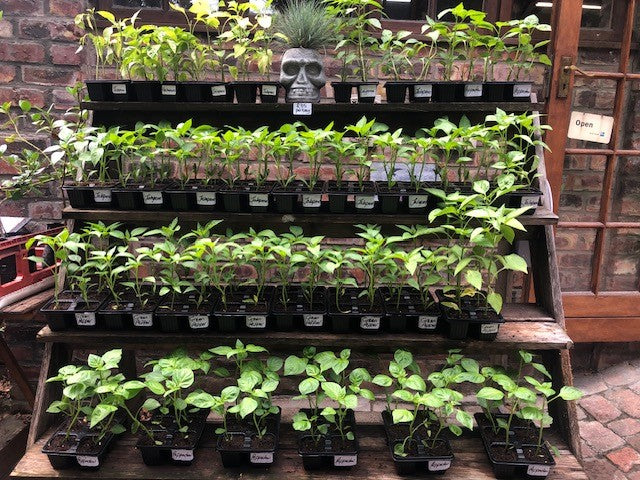 Order vegetable seedlings online