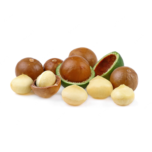 Macadamia Nut Tree - A4 - BuyGrow Seedlings